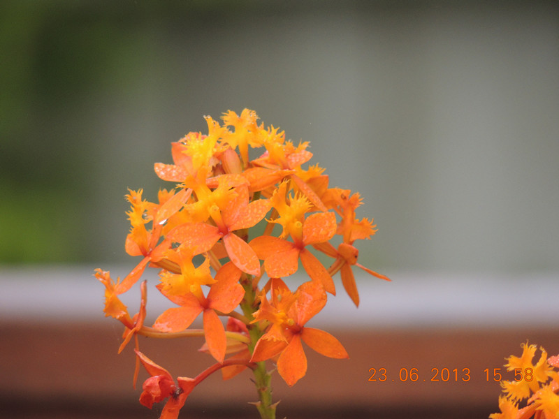 flower 876_.jpg