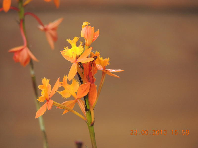 flower 878_.jpg