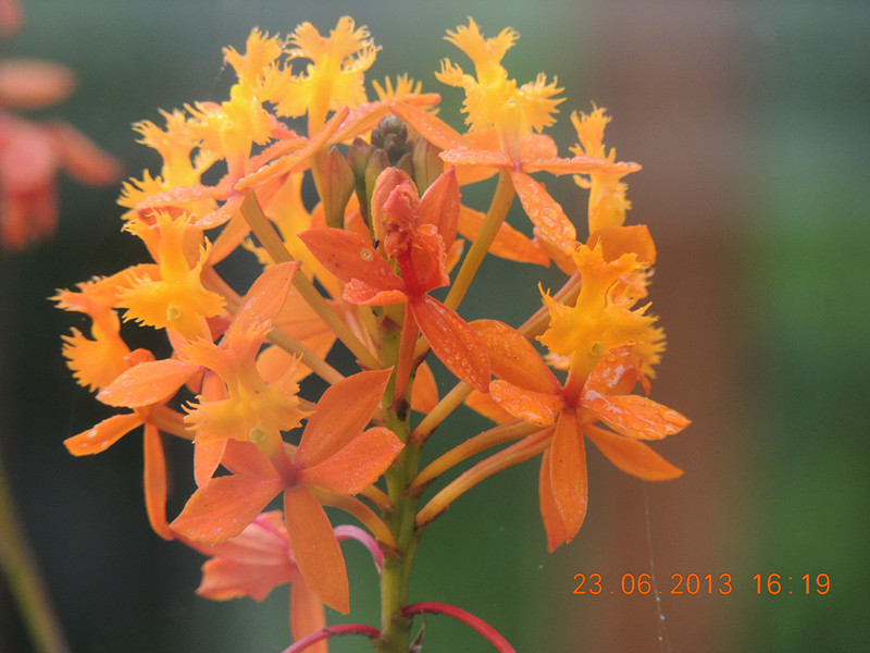 flower 911_.jpg