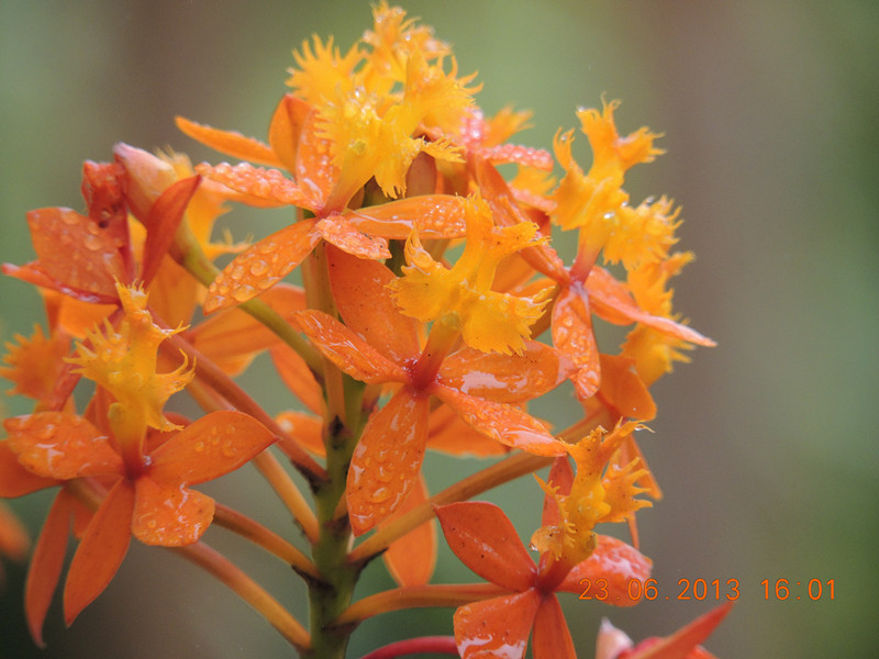 flower 890_.jpg