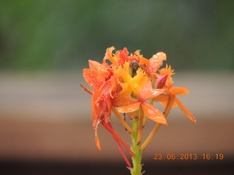 flower 915_.jpg