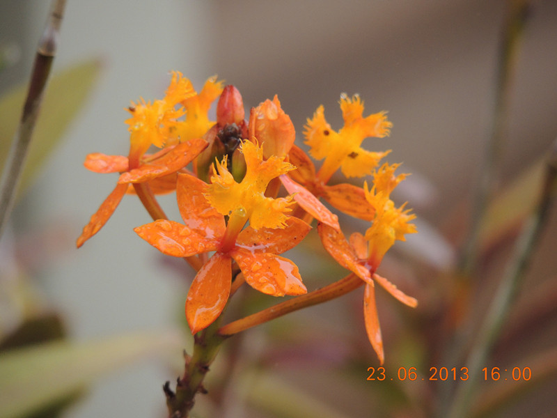 flower 886_.jpg
