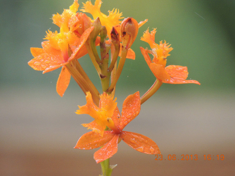 flower 913_.jpg