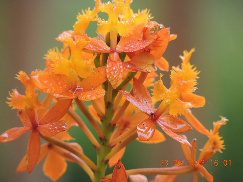 flower 891_.jpg