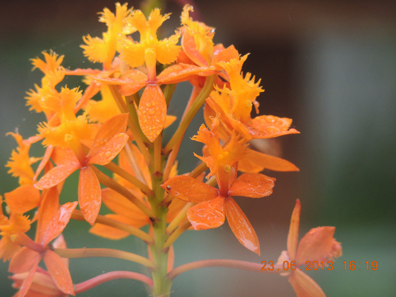 flower 914_.jpg