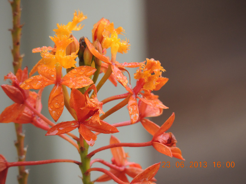 flower 888_.jpg