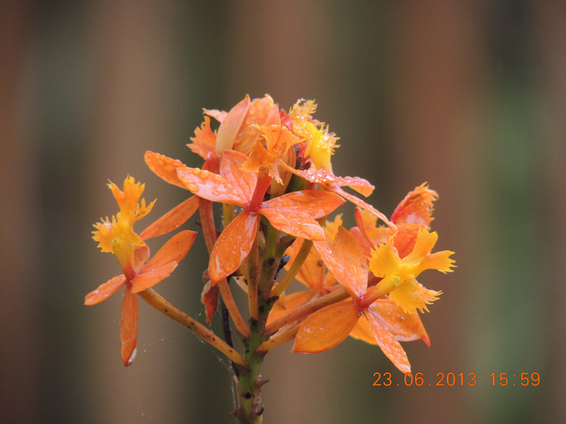flower 881_.jpg