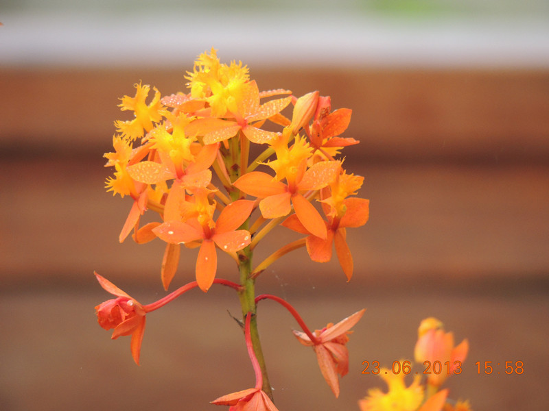 flower 877_.jpg