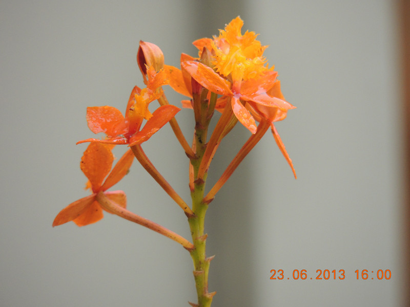 flower 887_.jpg