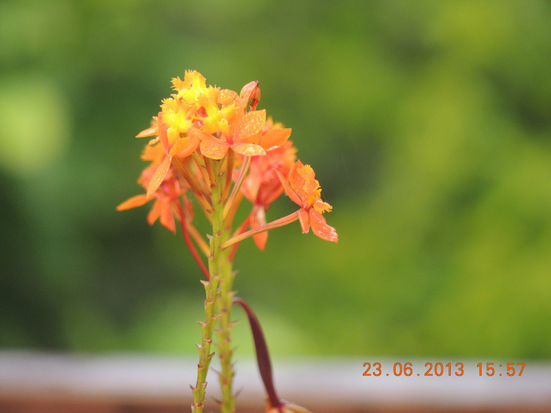 flower 873_.jpg