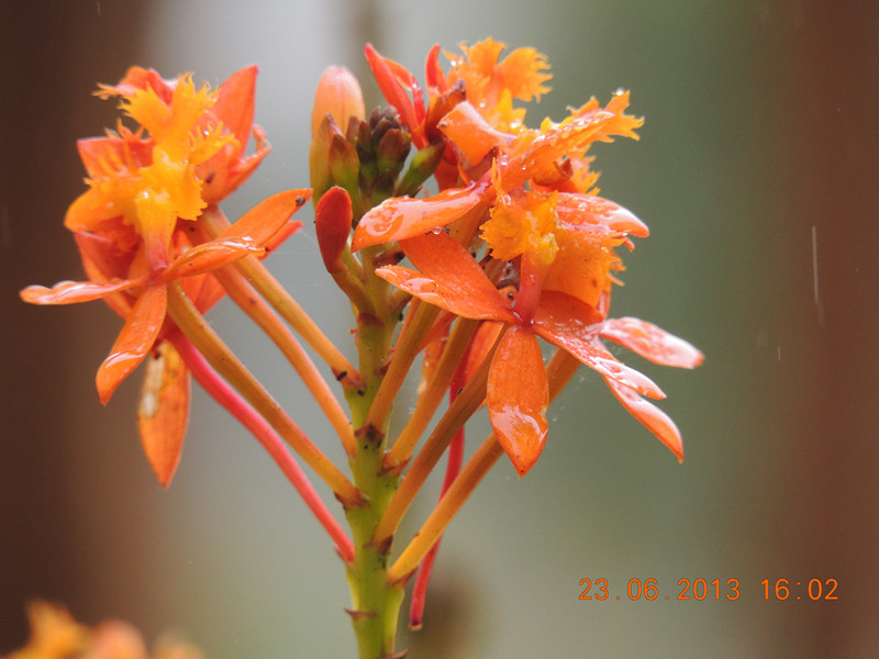 flower 893_.jpg