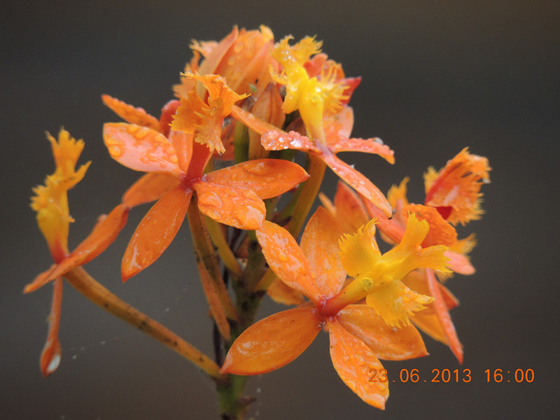 flower 889_.jpg
