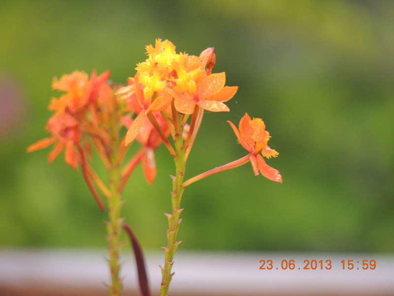 flower 879_.jpg