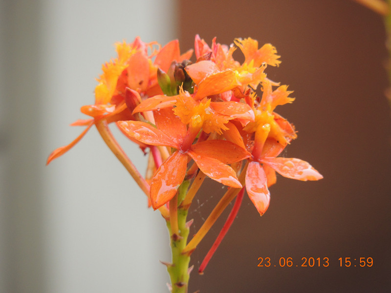 flower 884_.jpg