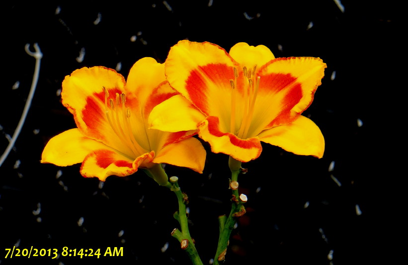 IMG_0001_4244.jpg