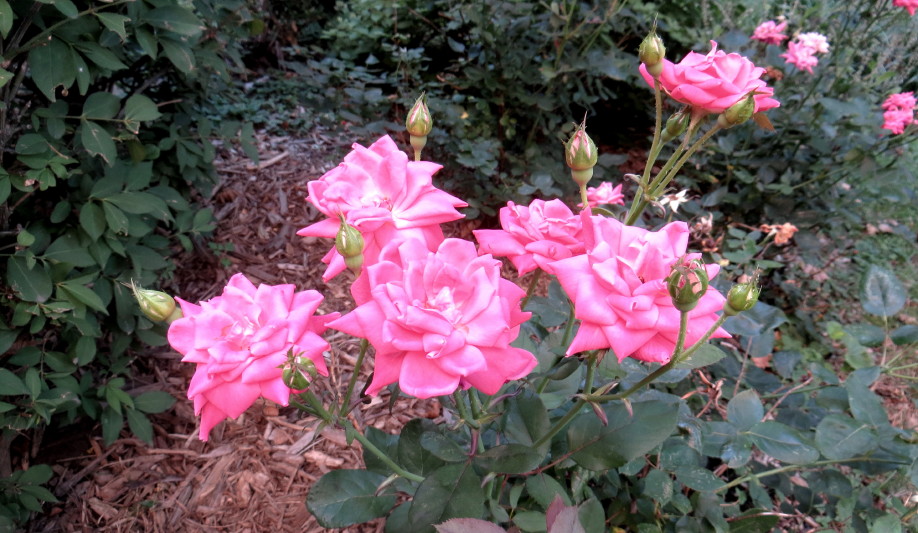 IMG_0001_4005.jpg
