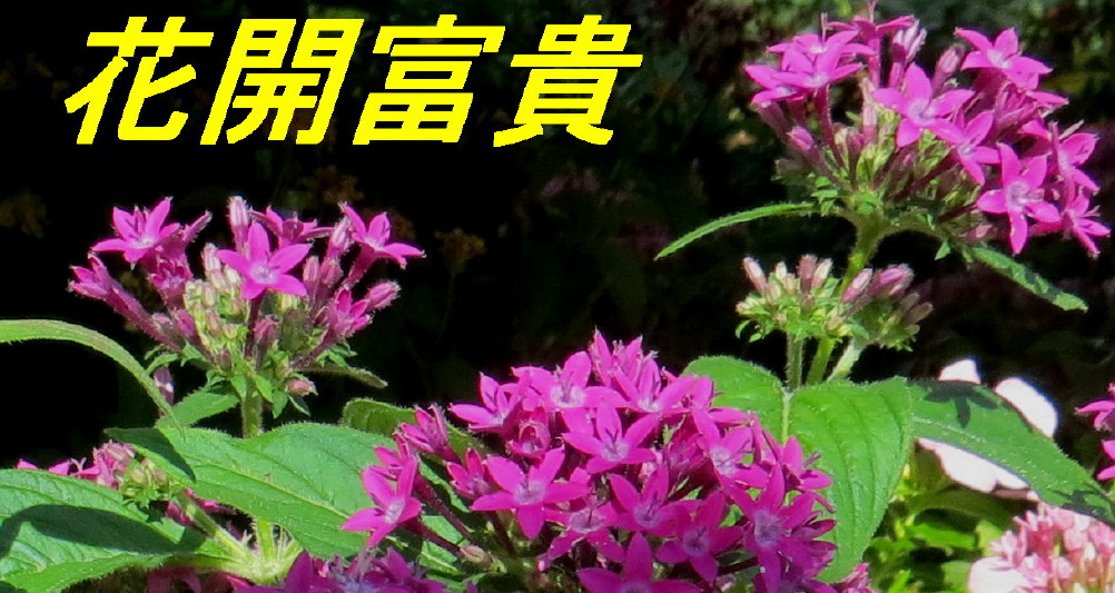 IMG_0001_4323.jpg