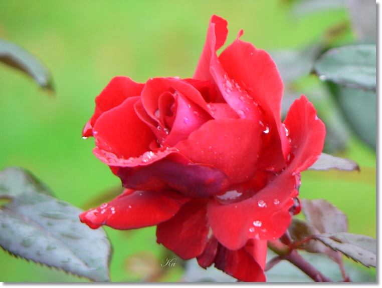 flowers 13-06-13 179.jpg