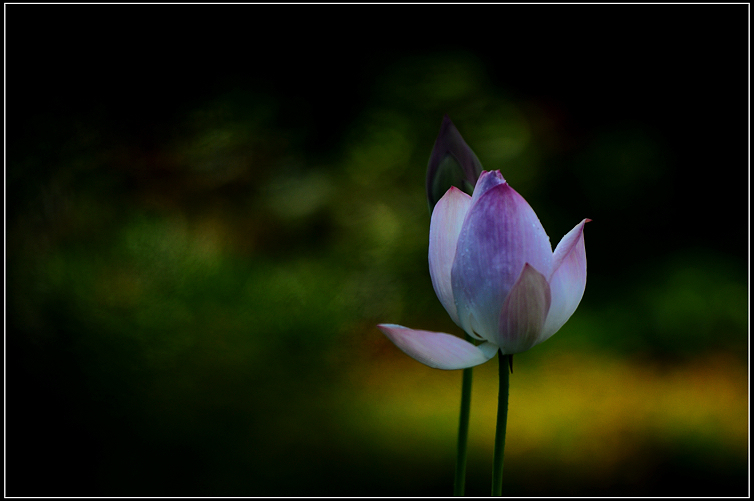 DSC_2533.jpg