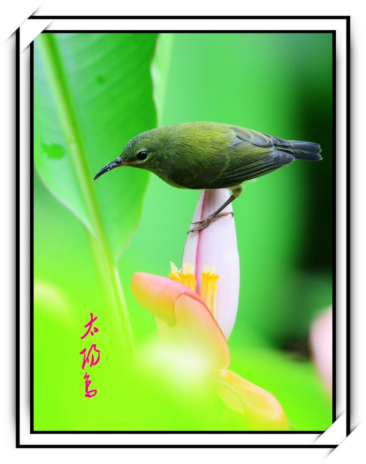 DSC_9357_conew1.jpg