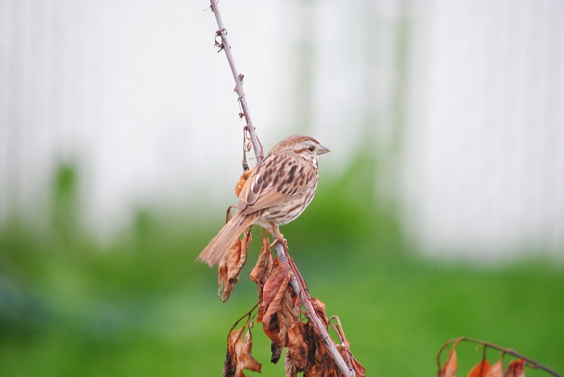 DSC_0100.JPG