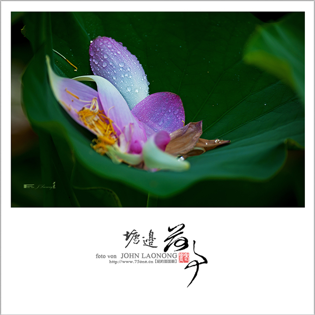 f75DSD_7211.jpg