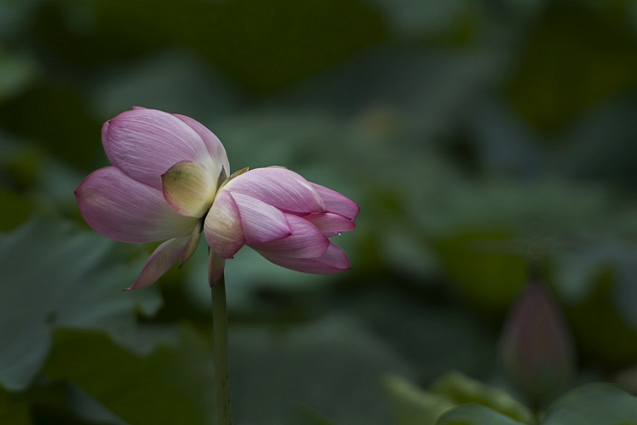 DSC_7783.jpg