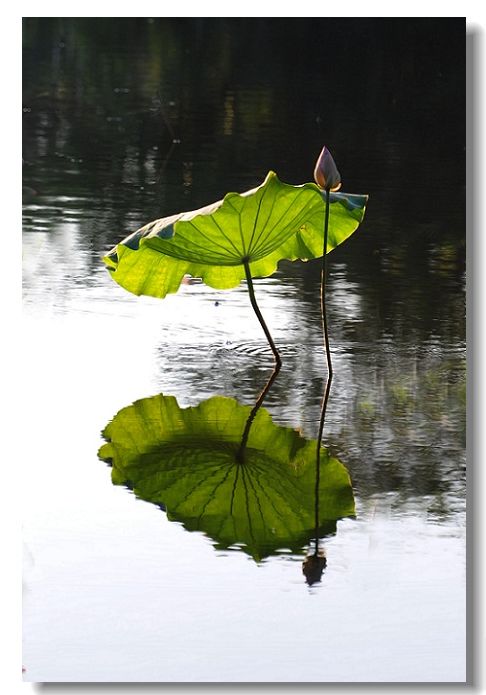 DSC_7548(1).JPG