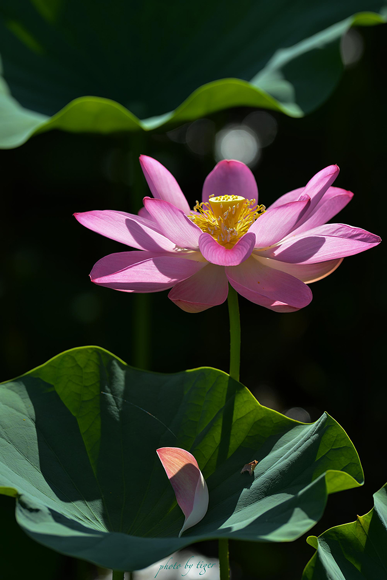 untitled 5579 copysen.jpg