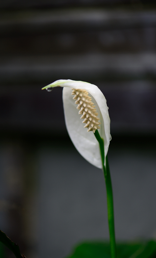 DSC_6980.jpg