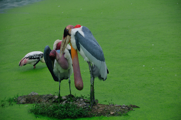 DSC_9487.jpg