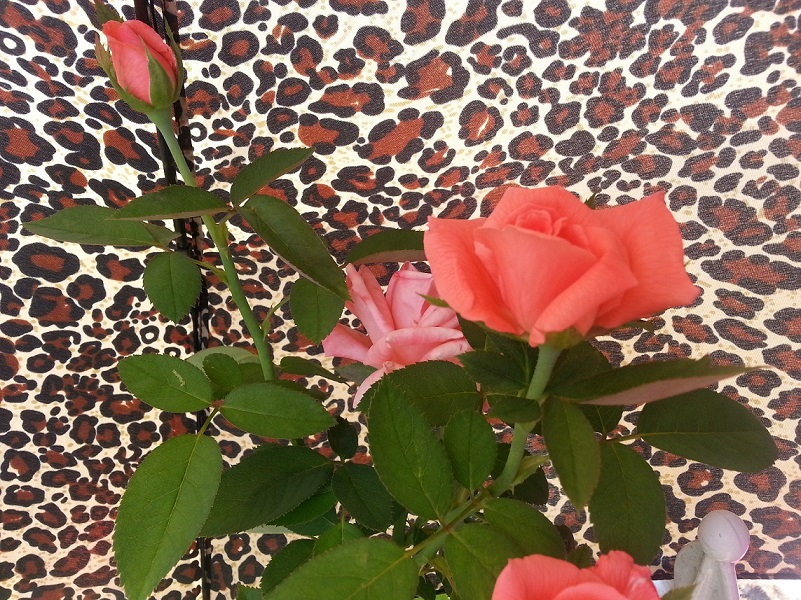 20130718_114446.jpg