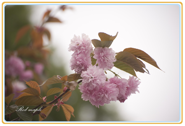 DSC_4471_����.png