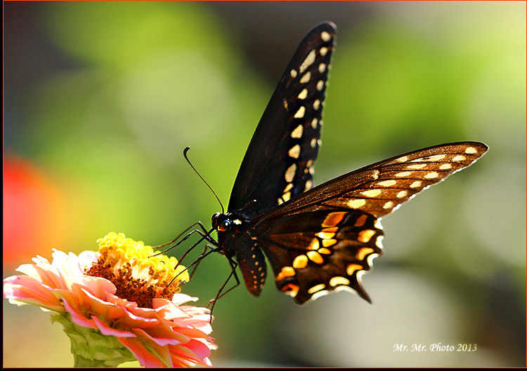 Butterfly 8.jpg