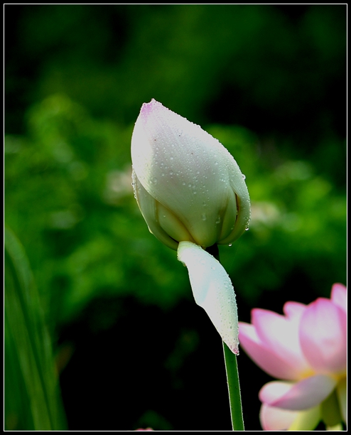 2013-2-2 Flowers 373_.jpg