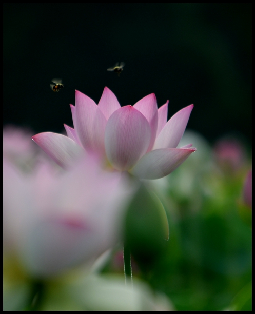 2013-2-2 Flowers 317_����.jpg