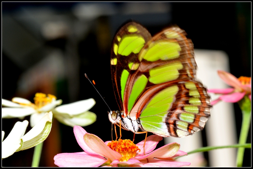 2013-2-2 Flowers 721_.jpg