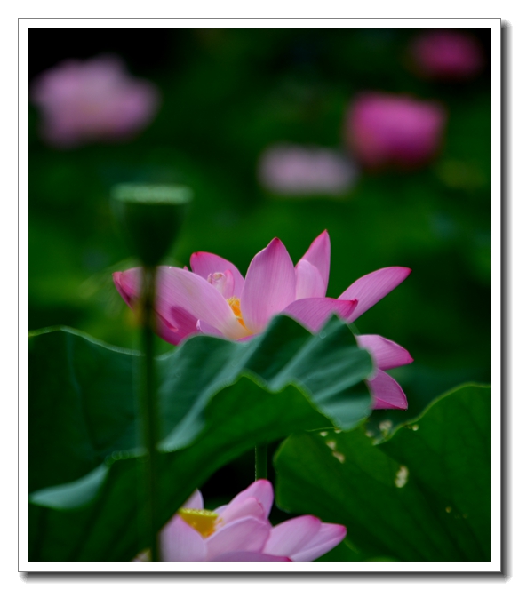 2013-2-2 Flowers 540_.jpg