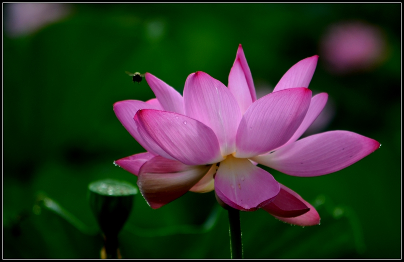 2013-2-2 Flowers 537_.jpg