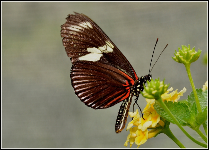 2013-2-2 Flowers 788_����.jpg