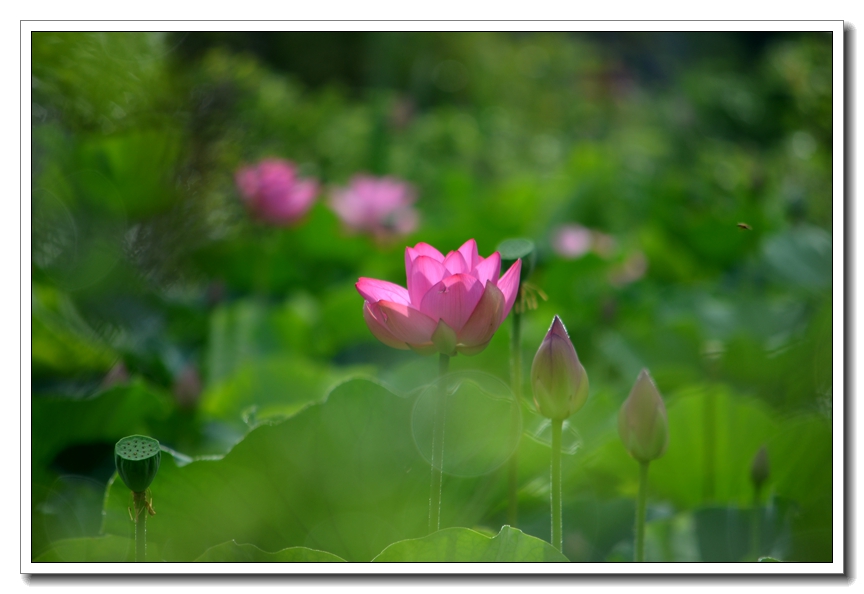 2013-2-2 Flowers 531_.jpg