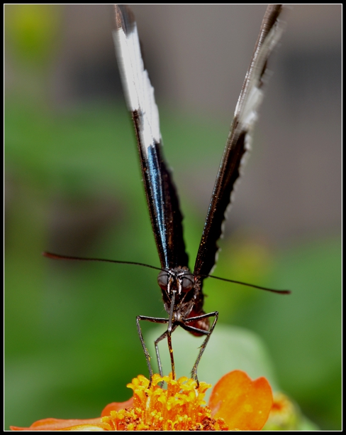 2013-2-2 Flowers 775_����.jpg