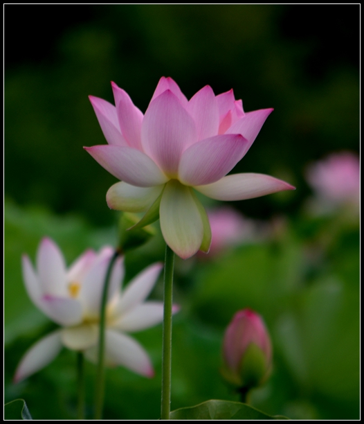 2013-2-2 Flowers 296_����.jpg