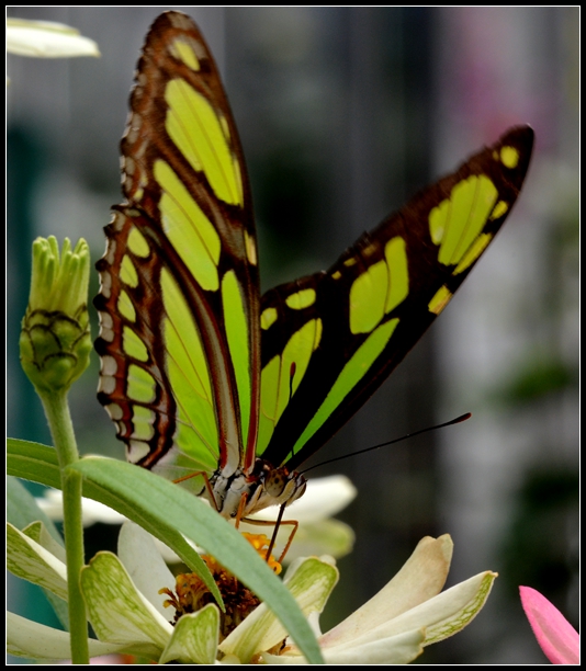 2013-2-2 Flowers 726_.jpg