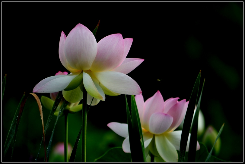 2013-2-2 Flowers 381_����.jpg