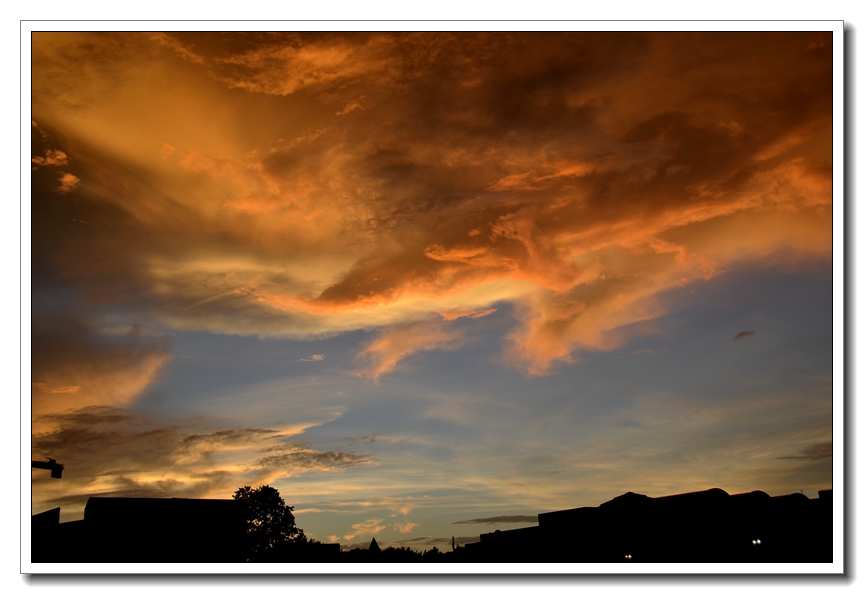 2013-2-2 Flowers 211_.jpg