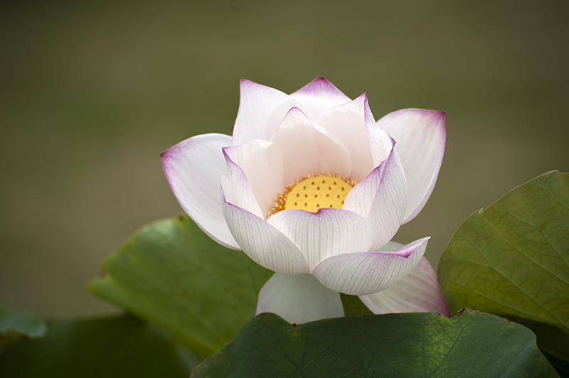DSC_7445.jpg
