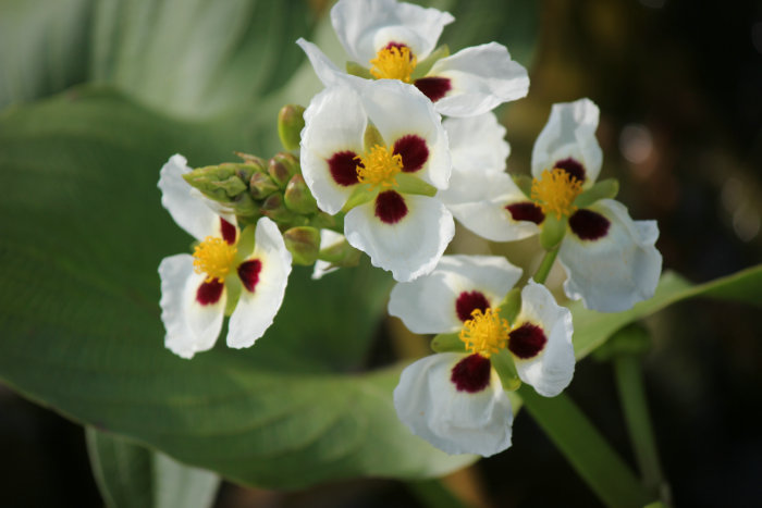 Canon&#39;s T2i 578_.JPG