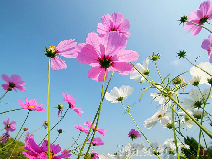 wild_flower_cosmos_photo_22816560c.jpg