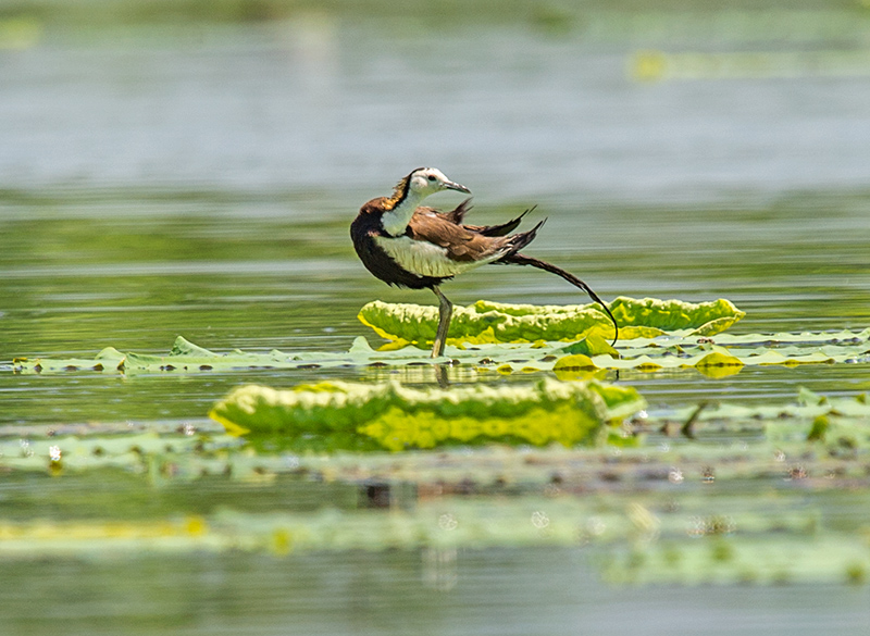 DSC_4206-.jpg